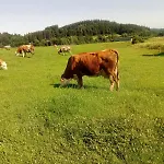 Bauernhof Koenig アパート ツヴィーゼル